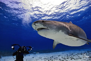 Here she comes! Emma at Tiger Beach - Bahamas. This image... by Steven Anderson 